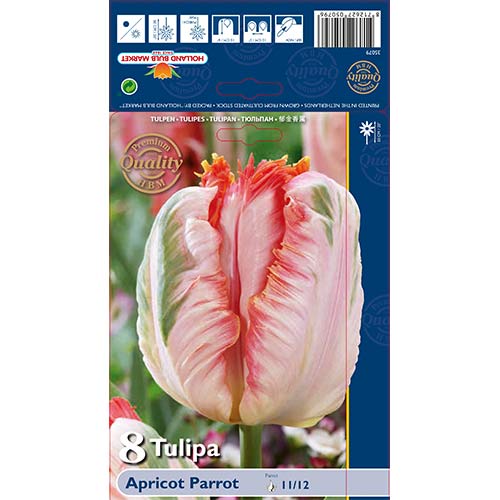 8 szt., Tulipan papuzi Apricot Parrot - Cebule: Ilość w opakowaniu: 8 szt.