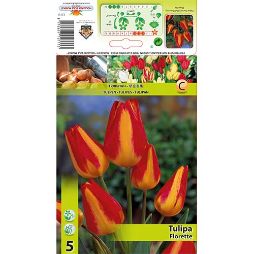 1 szt, Tulipan Florette - Cebule: Ilość w opakowaniu: 5 szt.