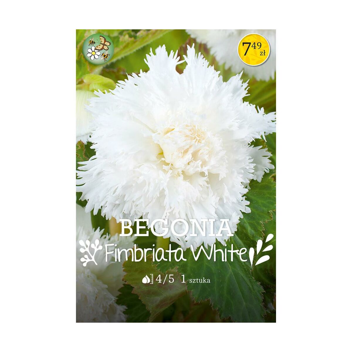 Begonia Fimbriata White 1szt. cebulki kwiatów