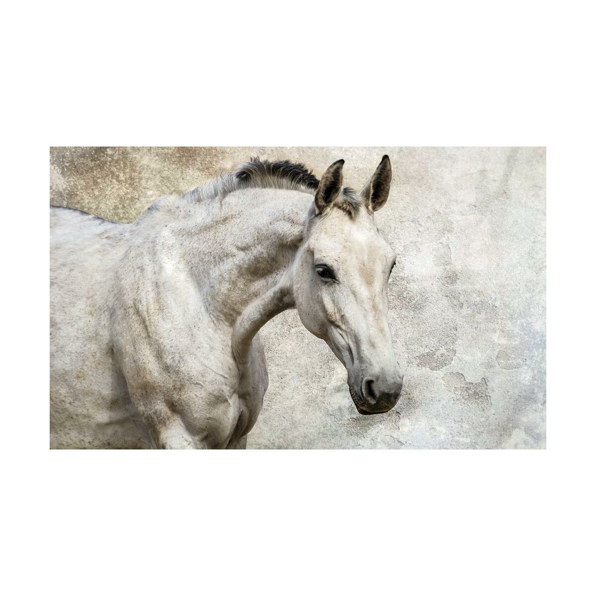 Fototapeta Biały Koń 368 x 254 cm