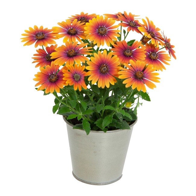 Osteospermum Purple Sun 13 cm