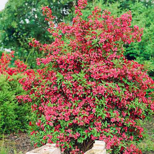 1 szt, Weigela (Krzewuszka cudowna) Red Prince - Sadzonki: Ilość w opakowaniu: 1 sadz