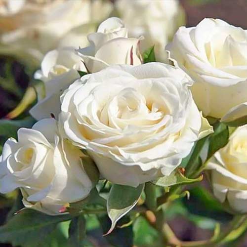 1 sadz, Róża rabatowa Schneewittchen - Sadzonki: Ilość w opakowaniu: 1 sadz