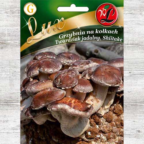 1 szt, Twardziak jadalny ( Shiitake ) - grzybnia na kołkach - Grzybnia: Ilość w opakowaniu: 20 szt