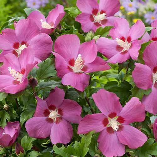 1 sadz, Hibiskus (Ketmia syryjska) Russian Violet - Sadzonki: Ilość w opakowaniu: 1 sadz