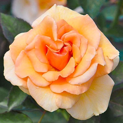 1 sadz, Róża wielkokwiatowa Brandy - Sadzonki: Ilość w opakowaniu: 1 sadz