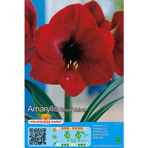 1 szt., Amaryllis (Hippeastrum) Royal Velvet - Cebule: Ilość w opakowaniu: 1 szt.