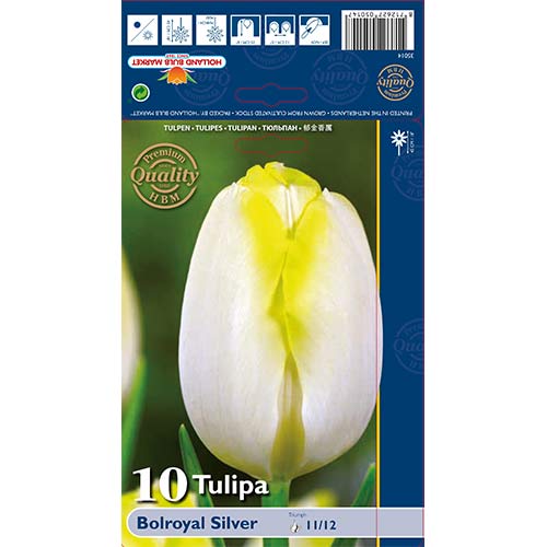 10 szt., Tulipan Triumph Bolroyal Silver - Cebule: Ilość w opakowaniu: 10 szt.