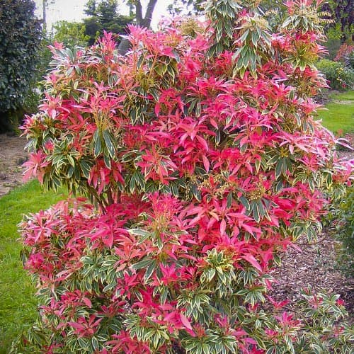 1 szt., Pieris Flaming Silver - Sadzonki: Ilość w opakowaniu: 1 szt.