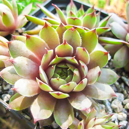 1 sadz, Rojnik murowy (Sempervivum) Purpureum - Sadzonki: Ilość w opakowaniu: 1 sadz