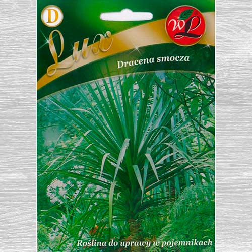 1 szt, Dracena smocza - Nasiona: Ilość w opakowaniu: 6 szt