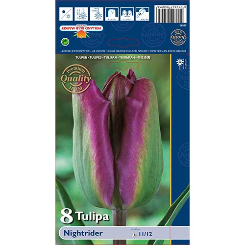 8 szt., Tulipan Viridiflora Night Rider - Cebule: Ilość w opakowaniu: 8 szt.