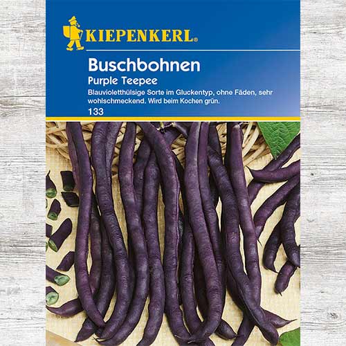 1 szt, Fasola szparagowa Purple Teepee - Nasiona: Ilość w opakowaniu: 1 opak