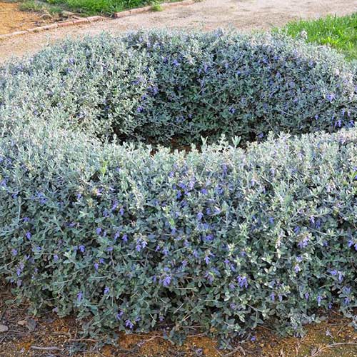 1 sadz, Ożanka (Teucrium fruticans) - Sadzonki: Ilość w opakowaniu: 1 sadz