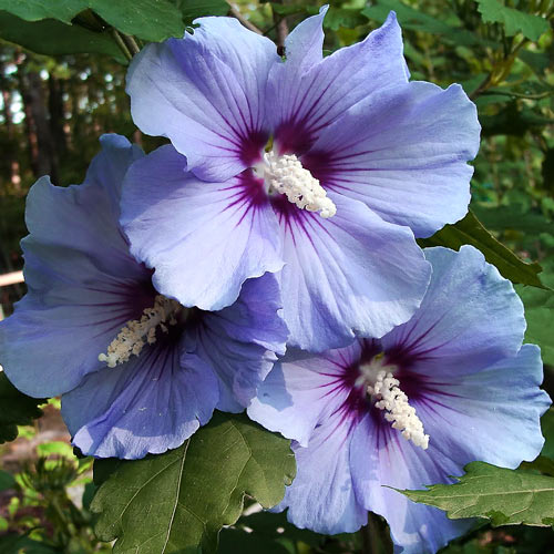 1 szt, Hibiskus (Ketmia syryjska) Blue Satin - Sadzonki: Ilość w opakowaniu: 1 sadz