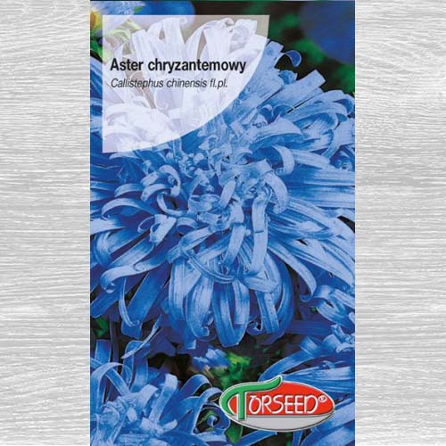 1 szt, Aster chryzantemowy wysoki jasnoniebieski - Nasiona: Ilość w opakowaniu: 0.5 g