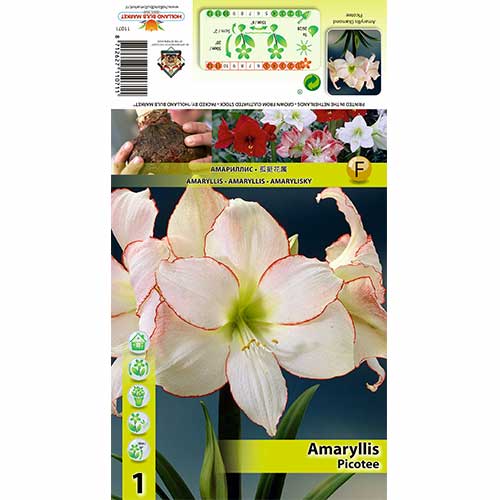 1 szt., Amaryllis (Hippeastrum) Picotee - Cebule: Ilość w opakowaniu: 1 szt.