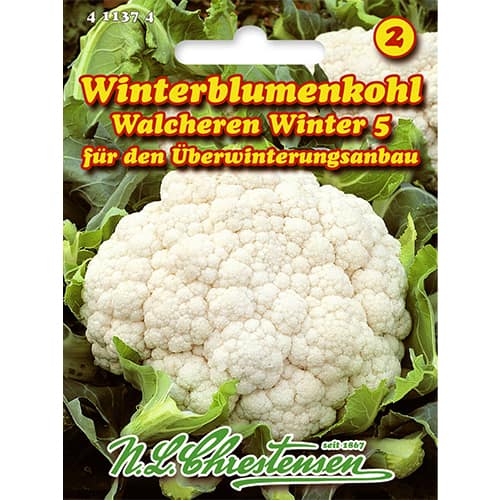1 szt, Kalafior Walcheren Winter 5 - Nasiona: Ilość w opakowaniu: 1 opak