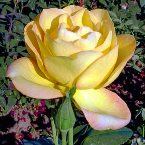 1 sadz, Róża wielkokwiatowa Ani denike - Sadzonki: Ilość w opakowaniu: 1 sadz