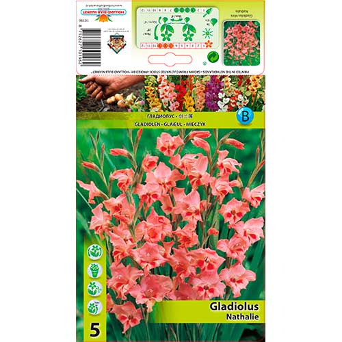 1 szt, Gladiola (Mieczyk) Nathalie - Cebule: Ilość w opakowaniu: 5 szt.