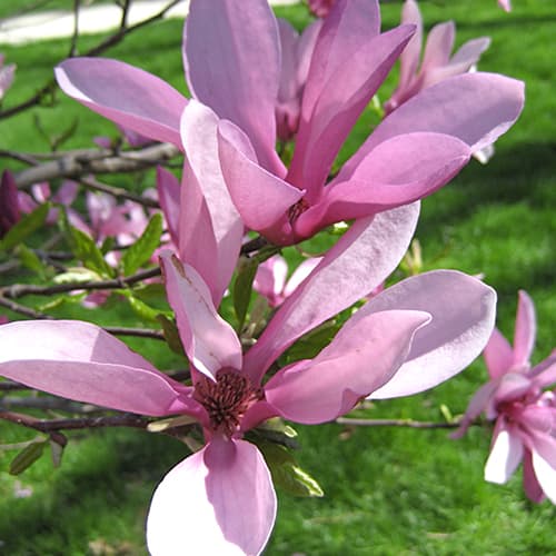 Magnolia Betti - Sadzonki: Ilość w opakowaniu: 1 szt - GradinaMax