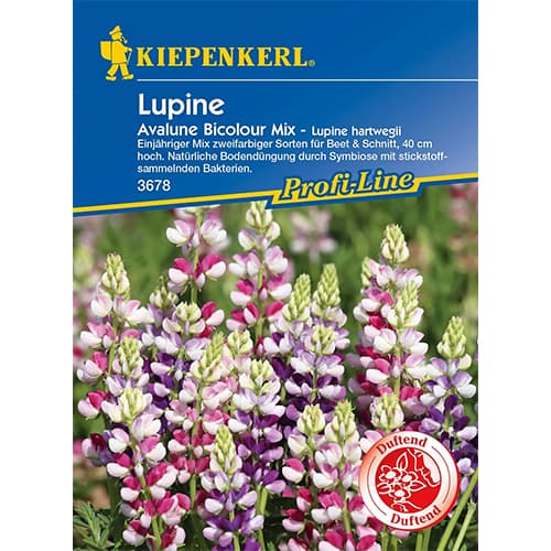 Łubin letni Avalune Bicolor - Nasiona. Ilość w opakowaniu: 1 opak - GradinaMax