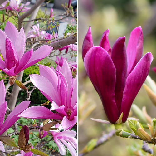 Zestaw Magnolii, 2 sadzonki - Sadzonki: Ilość w opakowaniu: 2 sadz - GradinaMax