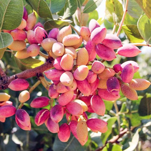 Pistacja Aegenes - Sadzonki. Ilość w opakowaniu: 1 sadz - GradinaMax
