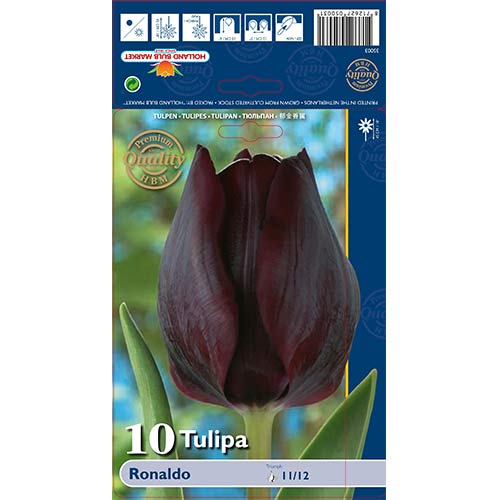 Tulipan Triumph Ronaldo - Cebule: Ilość w opakowaniu: 10 szt. - GradinaMax