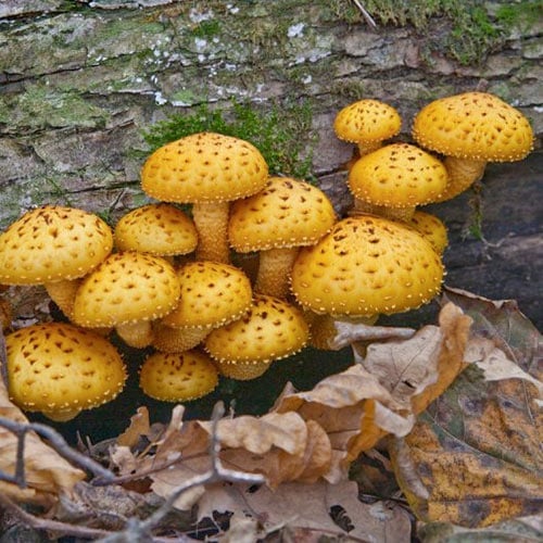 Łuskwiak Nameko - Grzybnia: Ilość w opakowaniu: 1 opak - GradinaMax