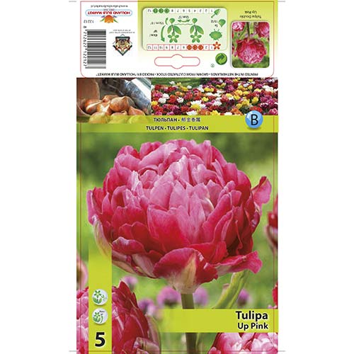 Tulipan pełny Up Pink - Cebule: Ilość w opakowaniu: 5 szt. - GradinaMax