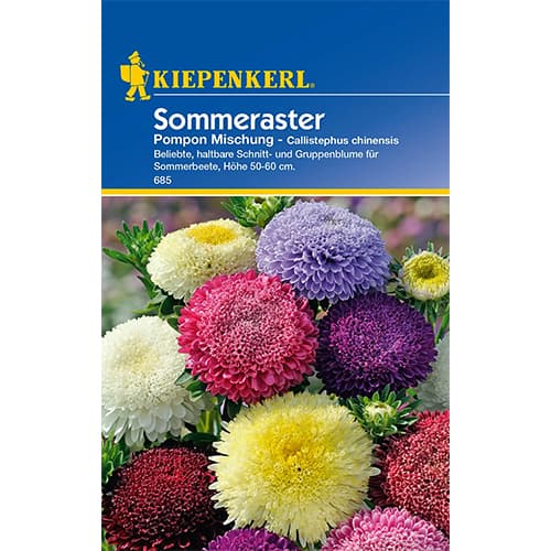 Aster chiński Pompon, mix - Nasiona. Ilość w opakowaniu: 1 opak - GradinaMax