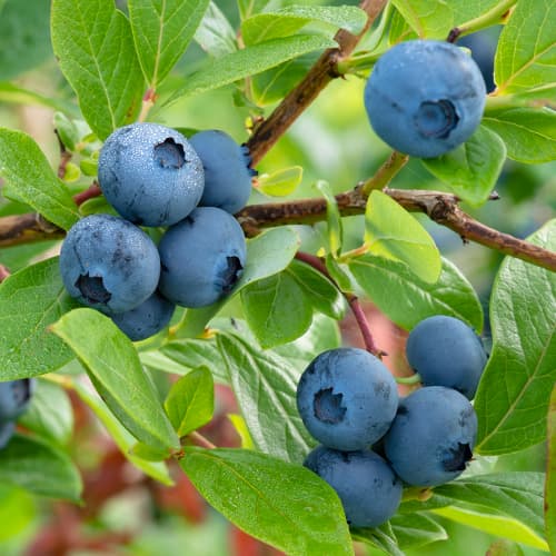 Borówka amerykańska Bluecrop - Sadzonki: Ilość w opakowaniu: 1 sadz - GradinaMax