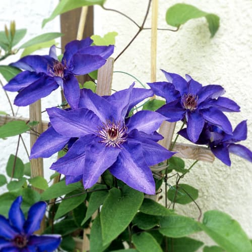 Clematis (Powojnik) President - Sadzonki: Ilość w opakowaniu: 1 sadz - GradinaMax