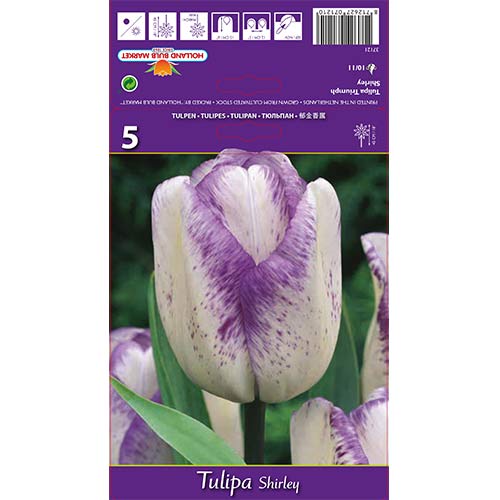 Tulipan Shirley - Cebule: Ilość w opakowaniu: 5 szt. - GradinaMax