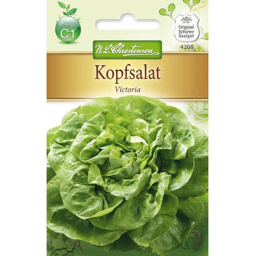 Sałata głowiasta Victoria - Nasiona. Ilość w opakowaniu: 1 opak - GradinaMax