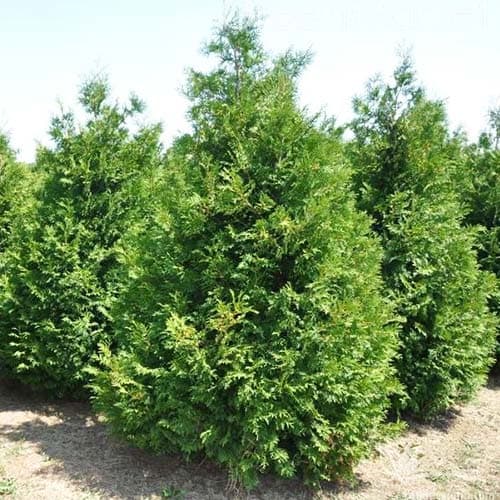 Żywotnik zachodni (Thuja) Brabant - Sadzonki: Ilość w opakowaniu: 1 sadz - GradinaMax