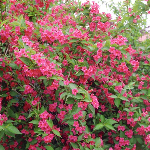 Weigela (Krzewuszka cudowna) Bristol Ruby - Sadzonki: Ilość w opakowaniu: 1 szt. - GradinaMax