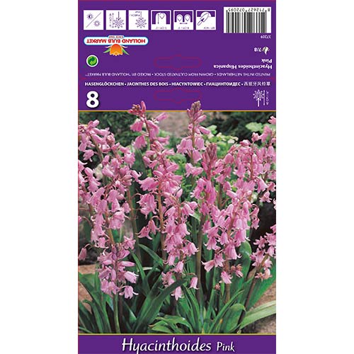8 szt., Hiacyntowiec hiszpański Pink - Cebule: Ilość w opakowaniu: 8 szt.
