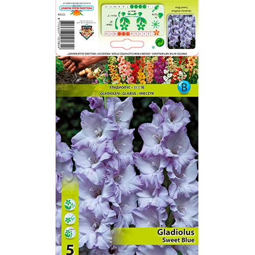 5 buc, Gladiole Ruffled Sweet Blue - Bulbi: Mod de ambalare: 5 buc