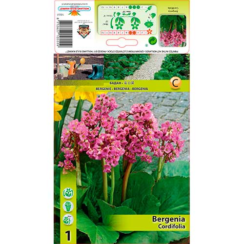 1 cib, Bergénie srdčitá - : Monžstvo balíkov: 1 cib