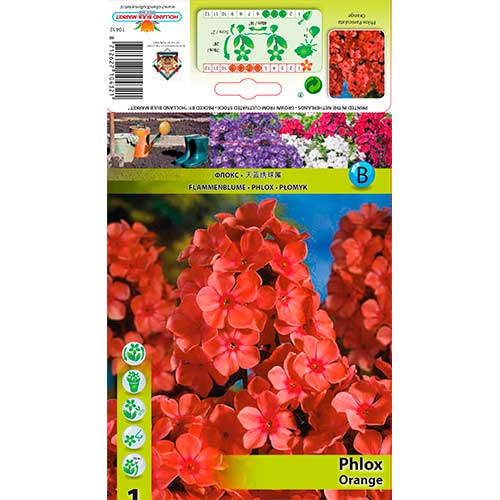 1 db, Lángvirág Paniculata Orange - Évelő: Mod de ambalare: 1 db