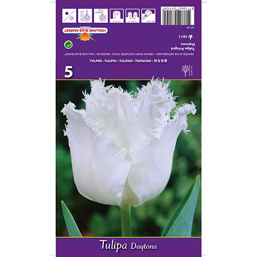 Tulipe Daytona - Bulbos: Ilość w opakowaniu: 5 bulbos