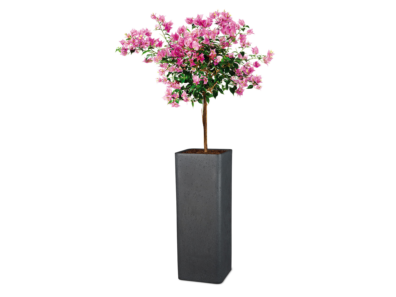 Scheurich Wysoka donica "Cube High", kwadratowa, 26 x 26 x 70 cm Wysokość 70 cm, Czarny granit