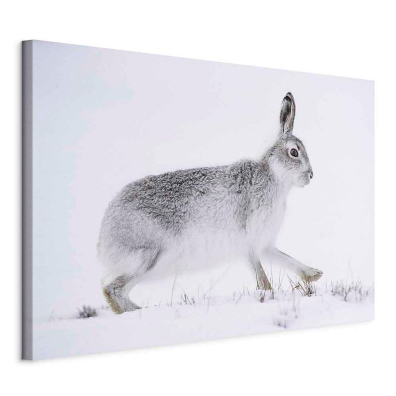Obraz Artgeist Rabbit 120 x 80 cm płótno włoskie 1 szt