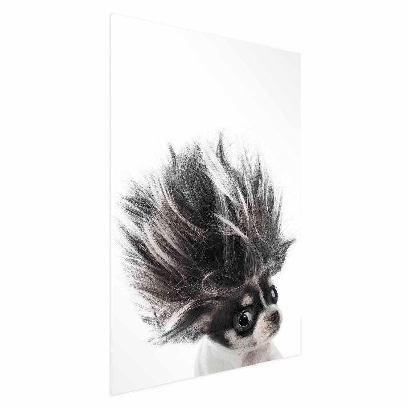 Plakat Artgeist Chihuahua 21x30 cm bez ramy 1 szt