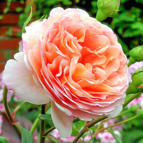 1 sadz, Róże angielskie Abraham Darby - Sadzonki: Ilość w opakowaniu: 1 sadz
