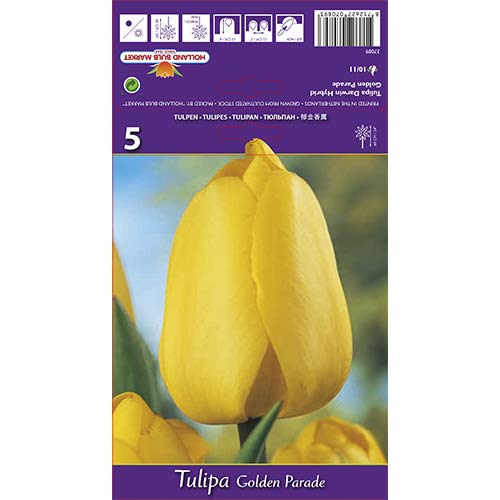 Tulipan Golden Parade - Cebule: Ilość w opakowaniu: 5 szt. - GradinaMax