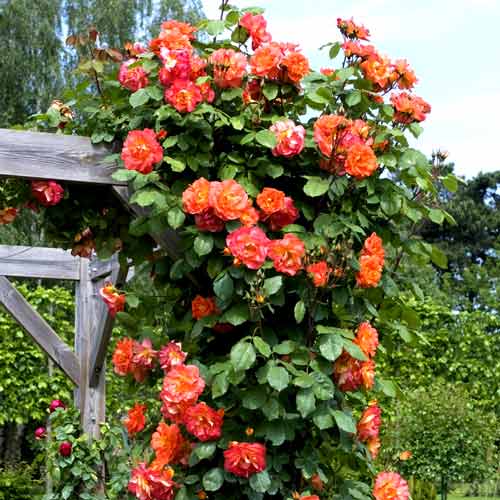 1 szt, Róża (Rosa) pnąca Westerland - Sadzonki: Ilość w opakowaniu: 1 sadz