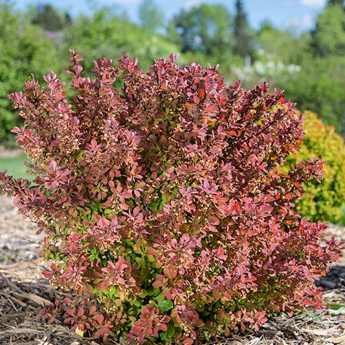 1 sadz, Berberys Thunberga Pink Perfection - Sadzonki: Ilość w opakowaniu: 1 sadz